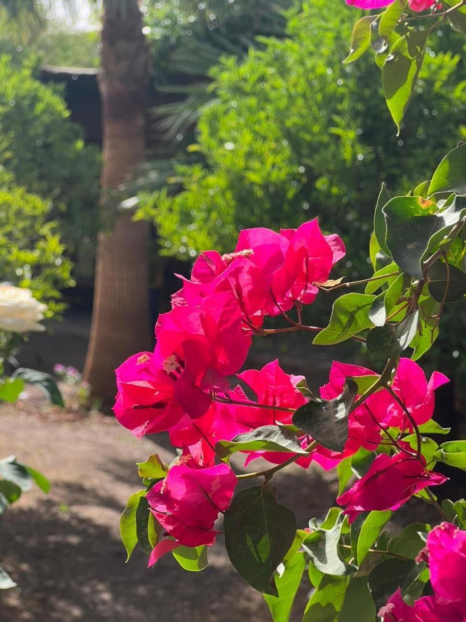 نكوب Auberge Bassou المظهر الخارجي الصورة